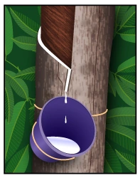 Image: Brazilian Hevea brazilienses rubber tree.