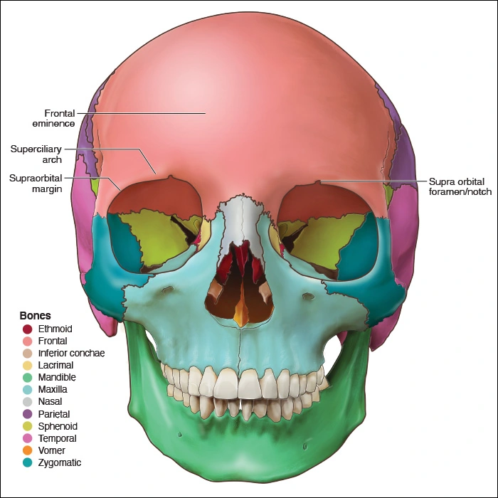 Illustration showing the markings of the frontal section of the skull