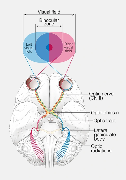 Figure 8. Cranial Nerve II - Optic Nerve