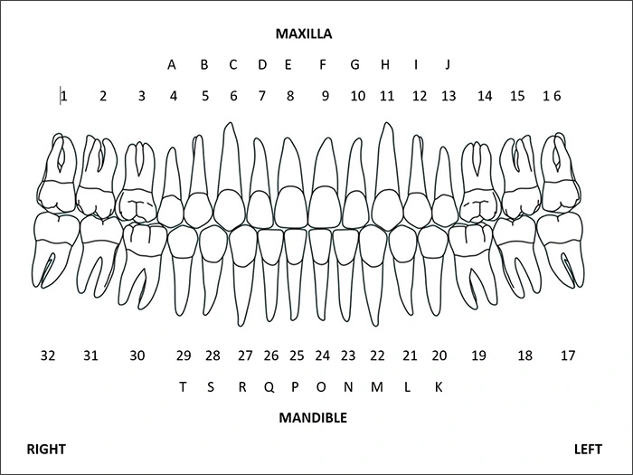 Universal Tooth Numbering System - Figure 1