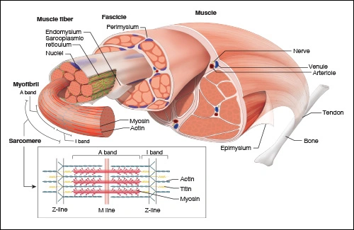 Illustration showing the muscle fiber