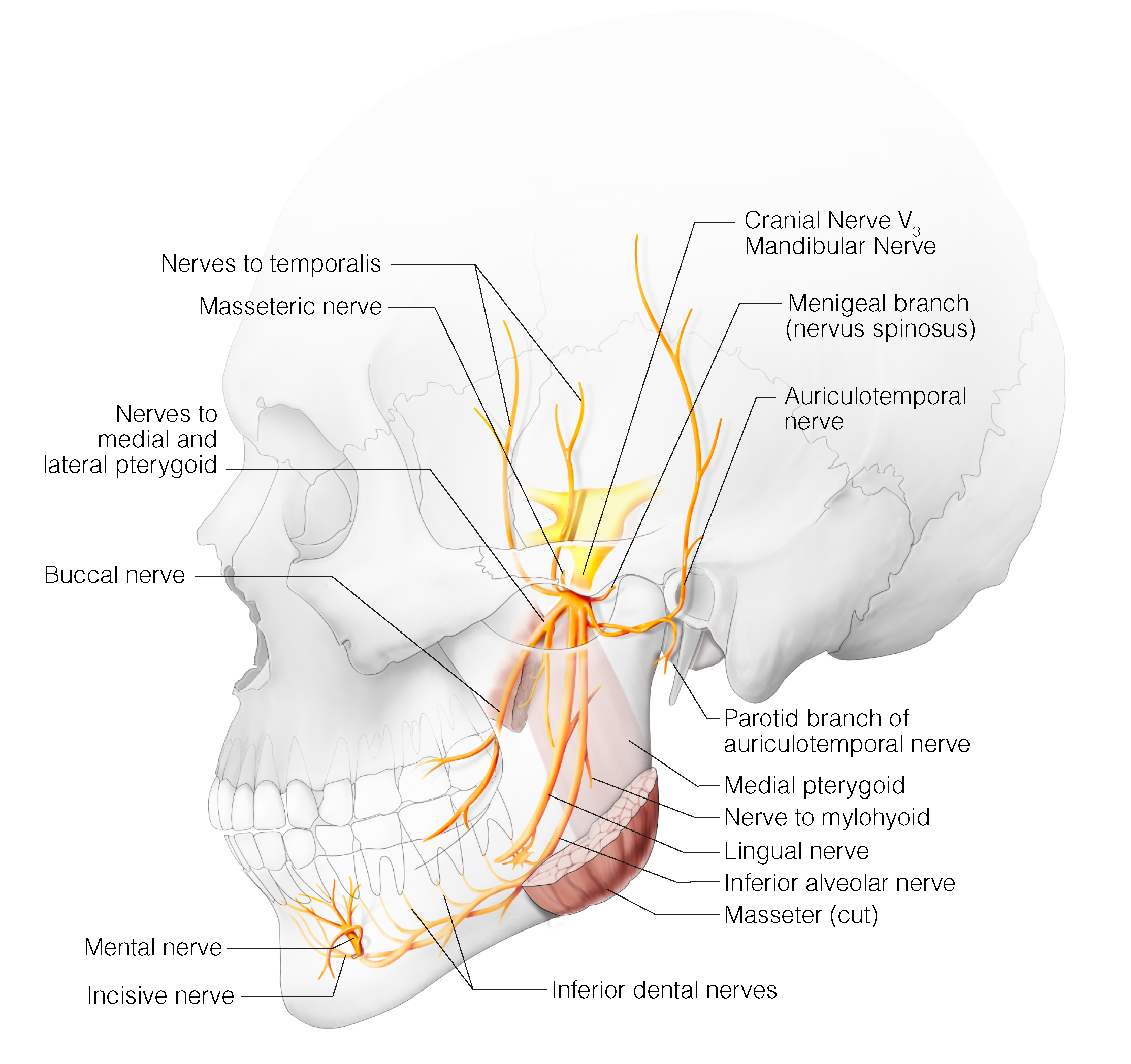 V3 – Mandibular Nerve, Head and Neck Anatomy: Part III – Cranial Nerves