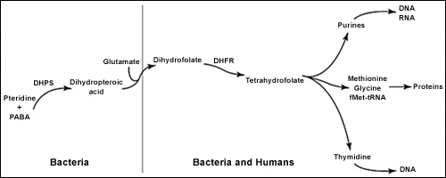 Image: Folate synthesis.