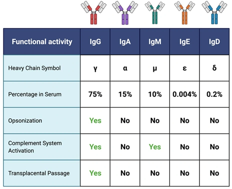 Five Classes subclasses Of Immunoglobulins Immunological And five-classes-subclasses-of-immunoglobulins-immunological-and