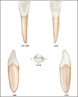 Lateral Incisor