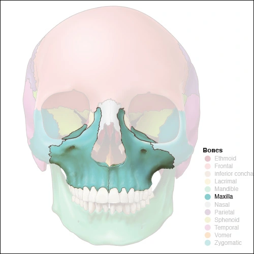 Maxillary Bones Head and Neck Anatomy Part I Bony Structures
