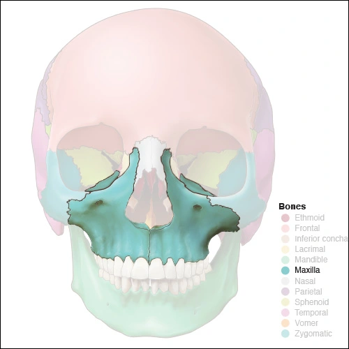 Illustration highlighting the maxillary bones