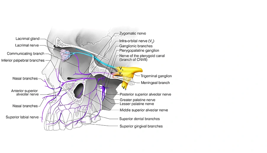 Figure 16. Cranial Nerve V2 – Maxillary Nerve (shown in purple)