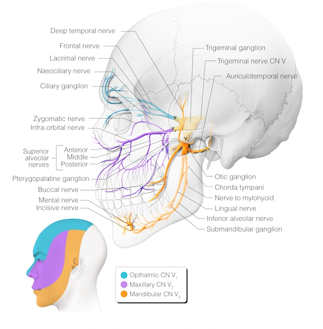 Appendices | Head and Neck Anatomy: Part III – Cranial Nerves ...