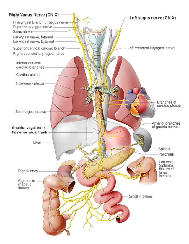 Cranial Nerve X – Vagus Nerve 