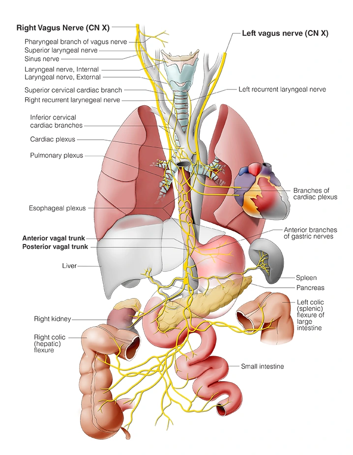 Figure 28. Cranial Nerve X - Vagus Nerve