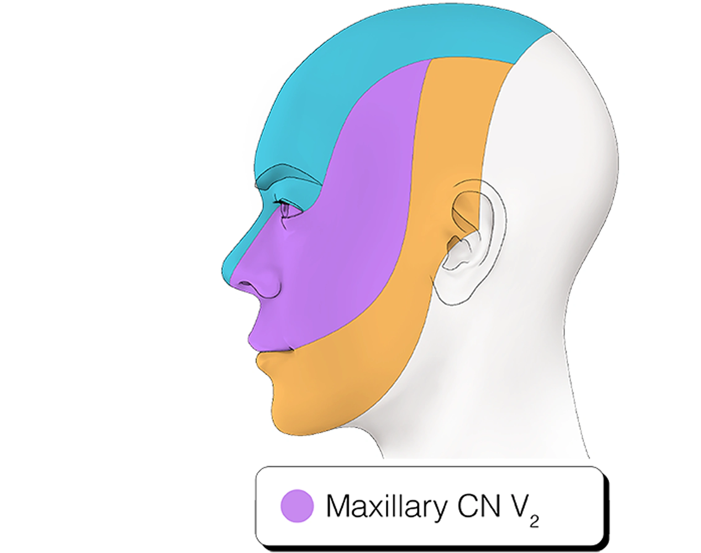 Figure 17. Cranial Nerve V2 – Maxillary Nerve