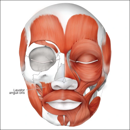 Illustration showing the levator anguli oris muscle