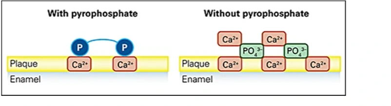 Calculus Control | A-Z Fundamentals of Dentifrice | Continuing ...