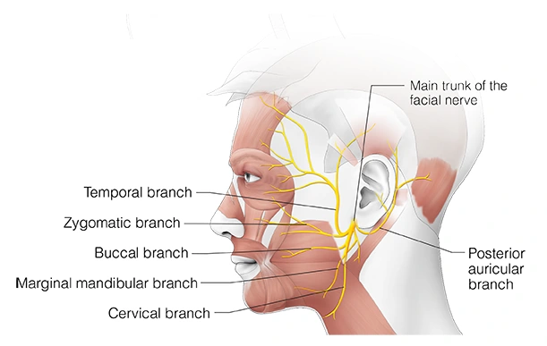 Figure 24. Cranial Nerve VII - Facial Nerve (main trunk)