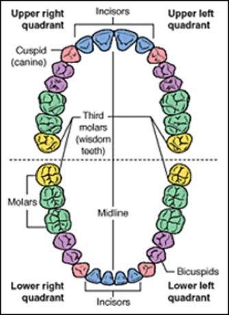 ce542 - Content - Adult Teeth - Figure 3
