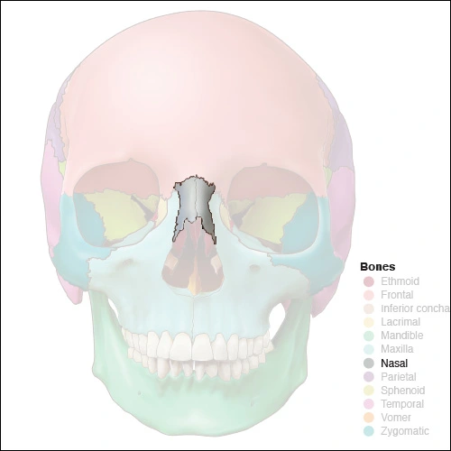 Illustration highlighting the nasal bones