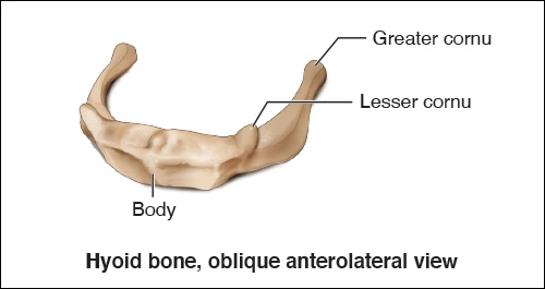 Illustration showing the oblique anterolateral view of the hyoid bone