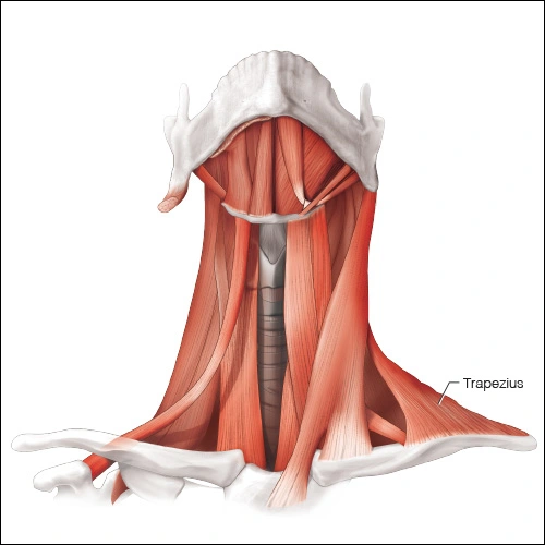 Illustration showing the trapezious muscle