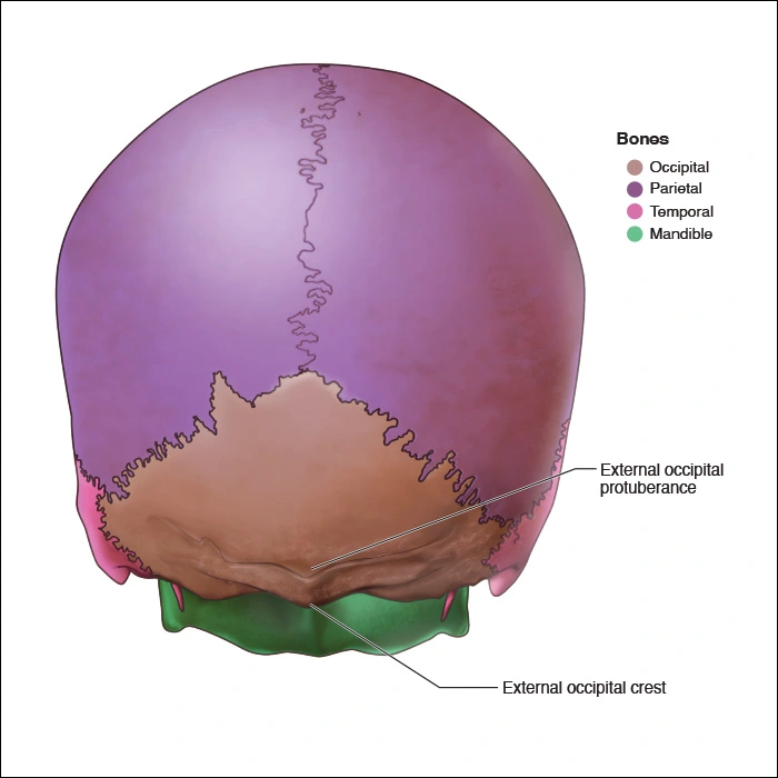 Occipital Bone - Head and Neck Anatomy: Part I – Bony Structures ...