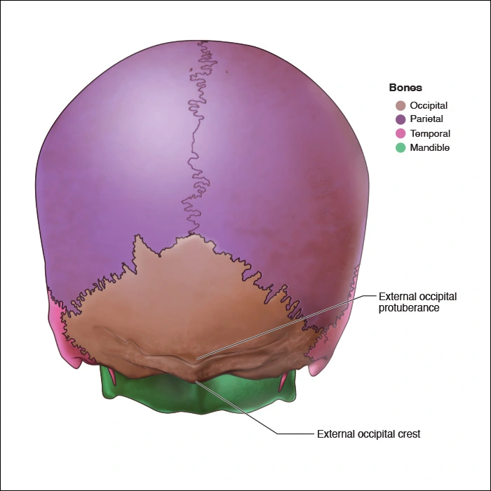 Occipital Bone Head And Neck Anatomy Part I Bony Structures Dentalcare 4469