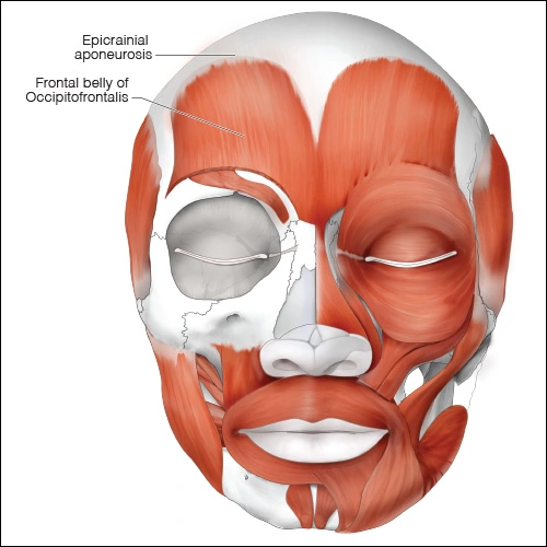 Illustration showing the epicranial aponeurosis muscle