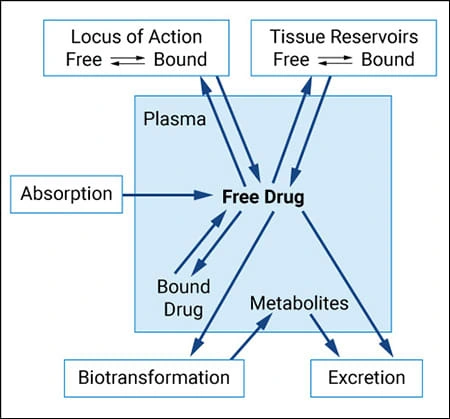 To elicit an effect on its target, a drug must be absorbed and then distributed to its binding site before being metabolized and excreted