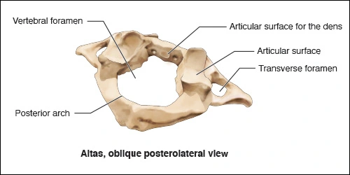 Illustration showing the oblique posterolateral view of the Atlas