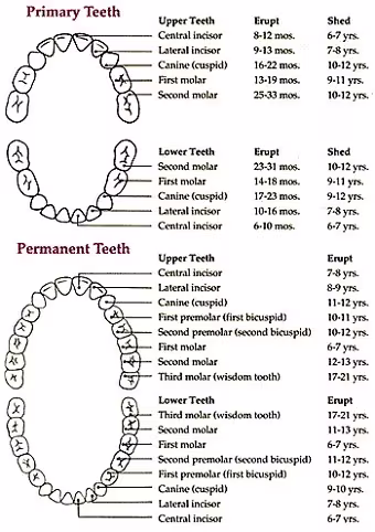dental care chart