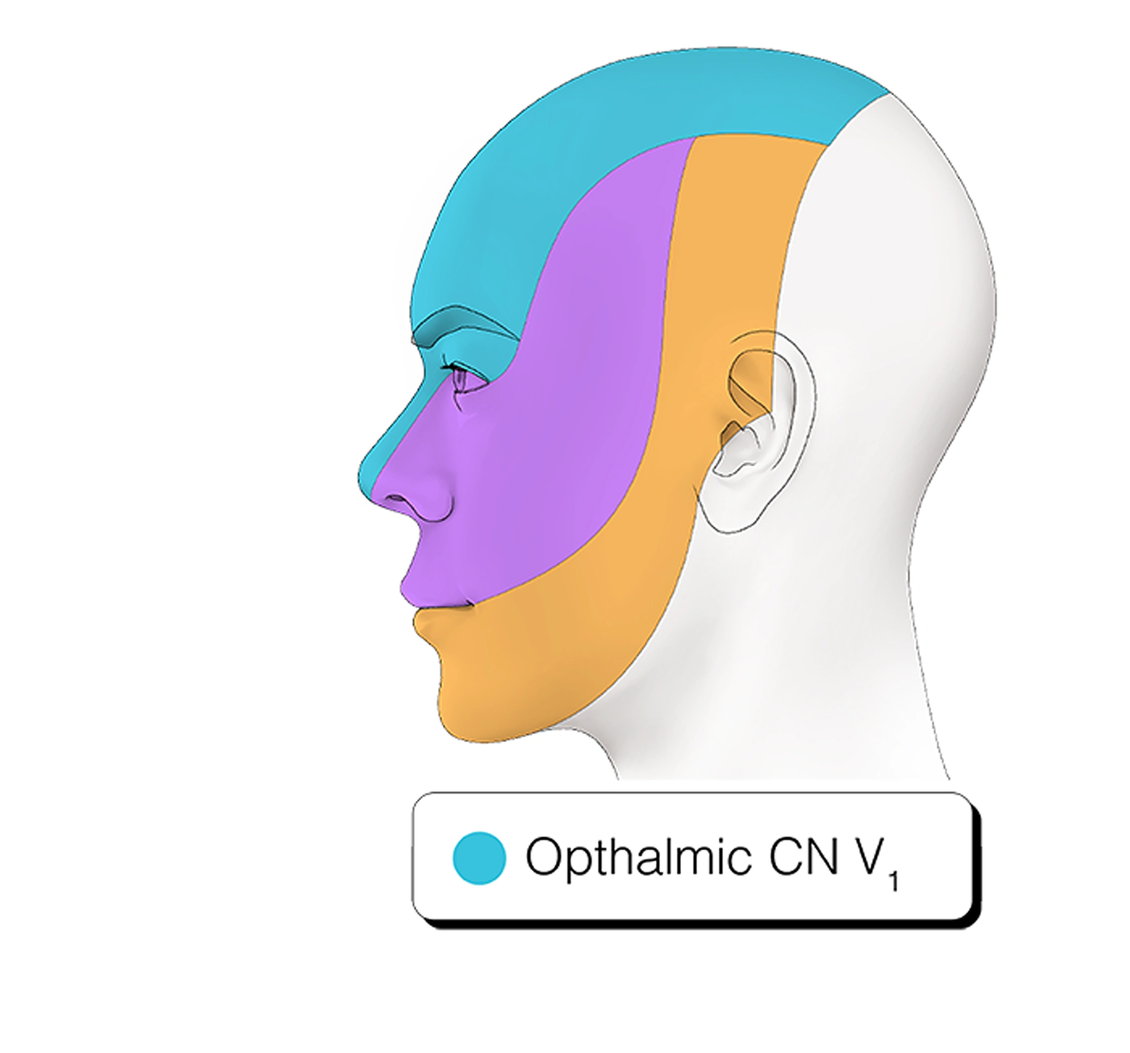Figure 14. Cranial Nerve V1 - Ophthalmic Nerve