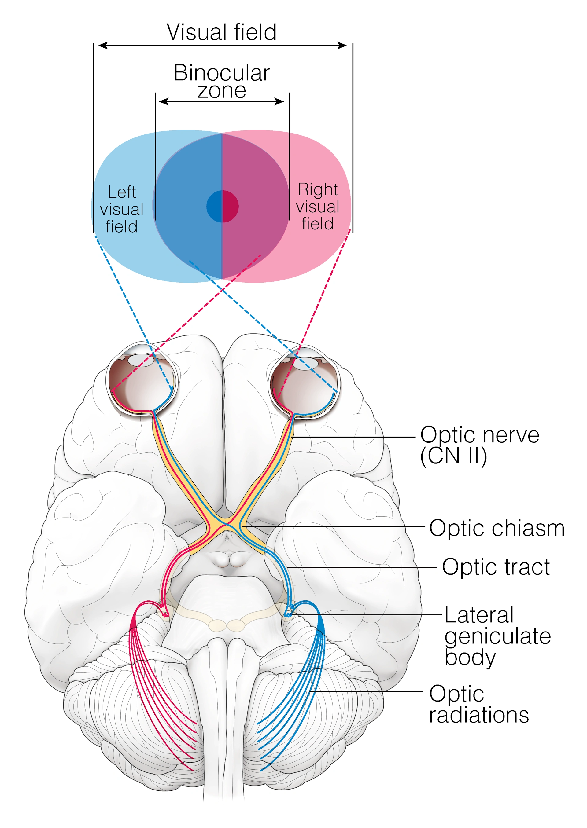 Appendices | Head and Neck Anatomy: Part III – Cranial Nerves ...