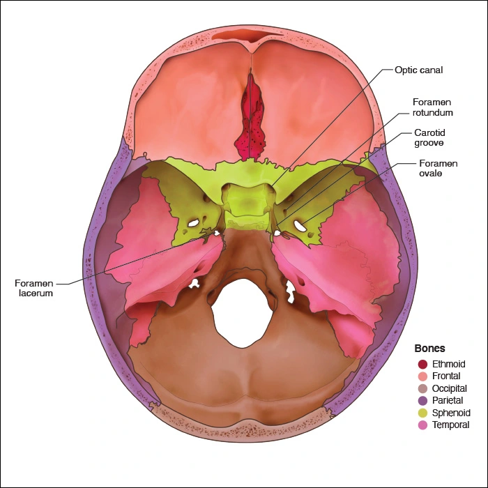 Sphenoid Bone Head and Neck Anatomy Part I Bony Structures