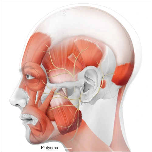 Illustration showing the platysma muscle