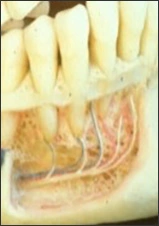 Normal Radiographic Appearance of the Supporting Structures of the Teeth - Figure 3