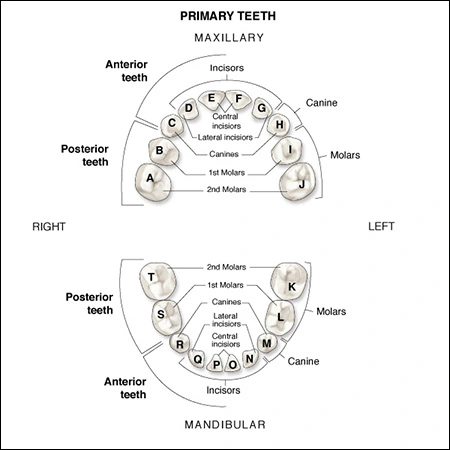 Primary Dentition - An Overview Of Dental Anatomy - Dentalcare