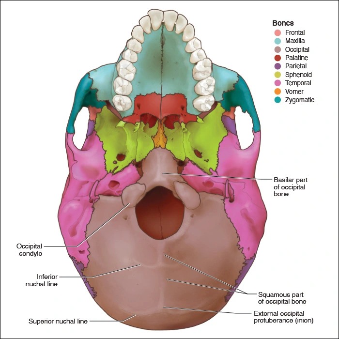 Occipital Bone - Head and Neck Anatomy: Part I – Bony Structures ...