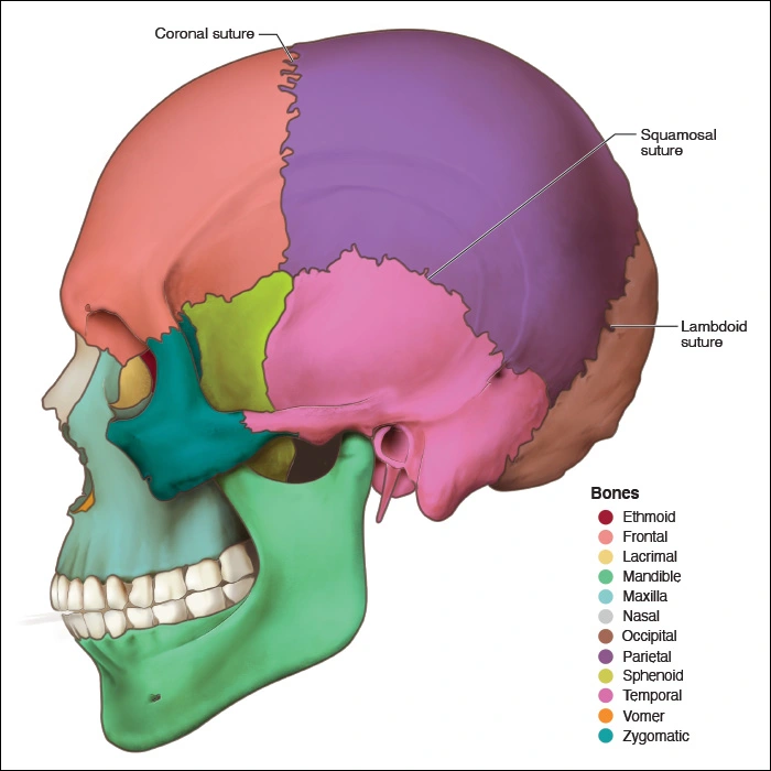 Illustration showing the parietal sutures along the side of the skull