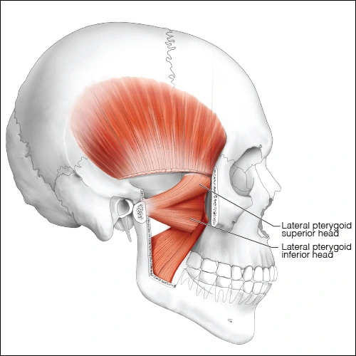 Illustration showing the lateral pterygoid muscle