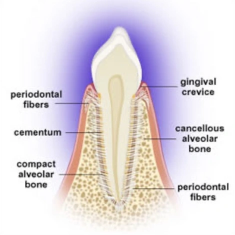 Periodontics: Oral Health and Wellness I. Understanding Periodontal ...