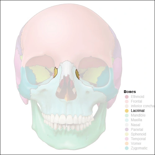 Illustration highlighting the lacrimal bones