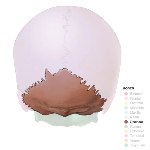 Illustration highlighting the occipital bone