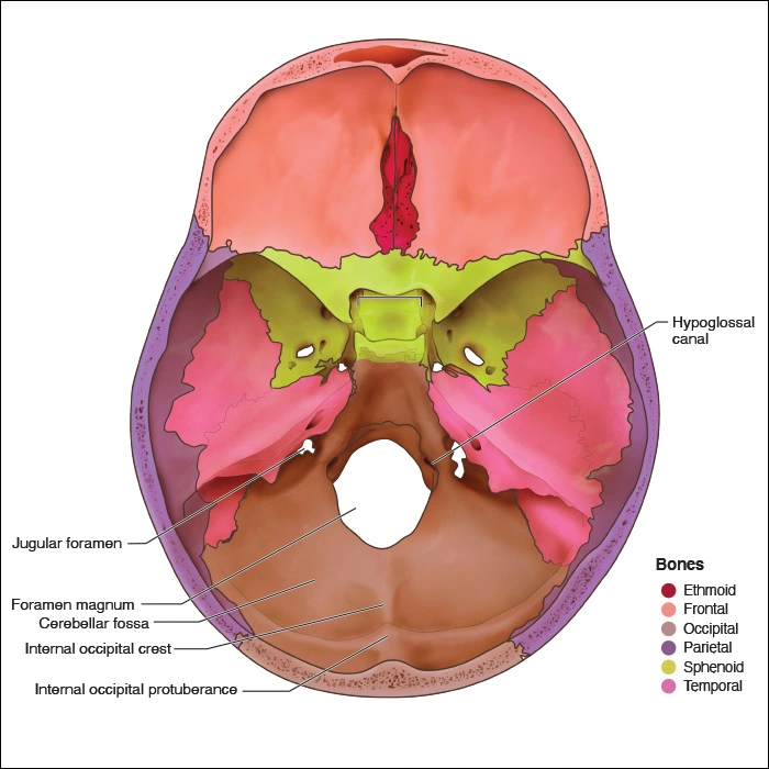 Illustration showing the internal markings of the occipital bone in the skull