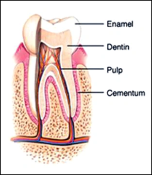  ce542 - Content - Parts of the Tooth - Figure 2
