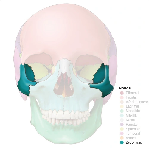 Illustration highlighting the zygomatic bones