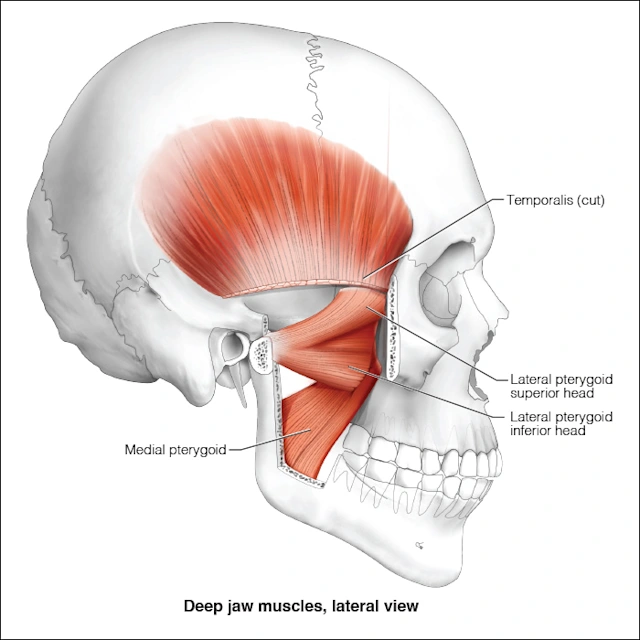 Appendices - Head and Neck Anatomy: Part II – Musculature - Dentalcare