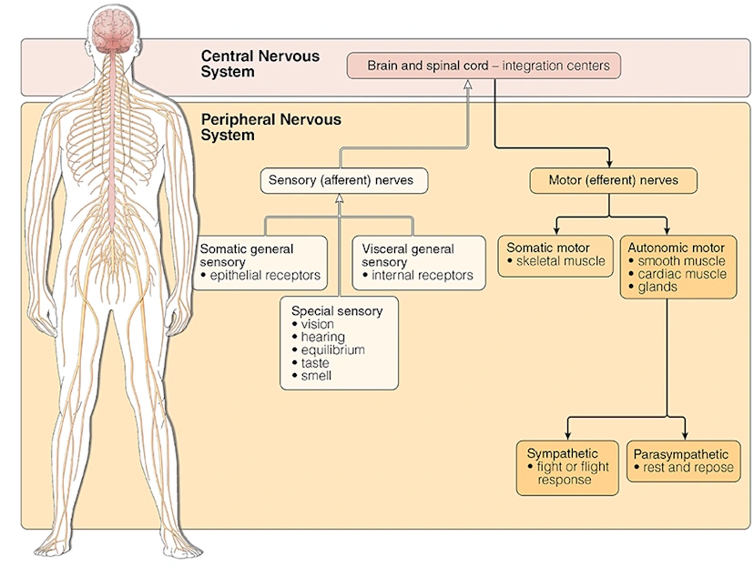 Divisions | Head and Neck Anatomy: Part III – Cranial Nerves ...