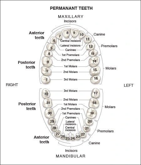 Permanent Dentition - An Overview of Dental Anatomy - Dentalcare