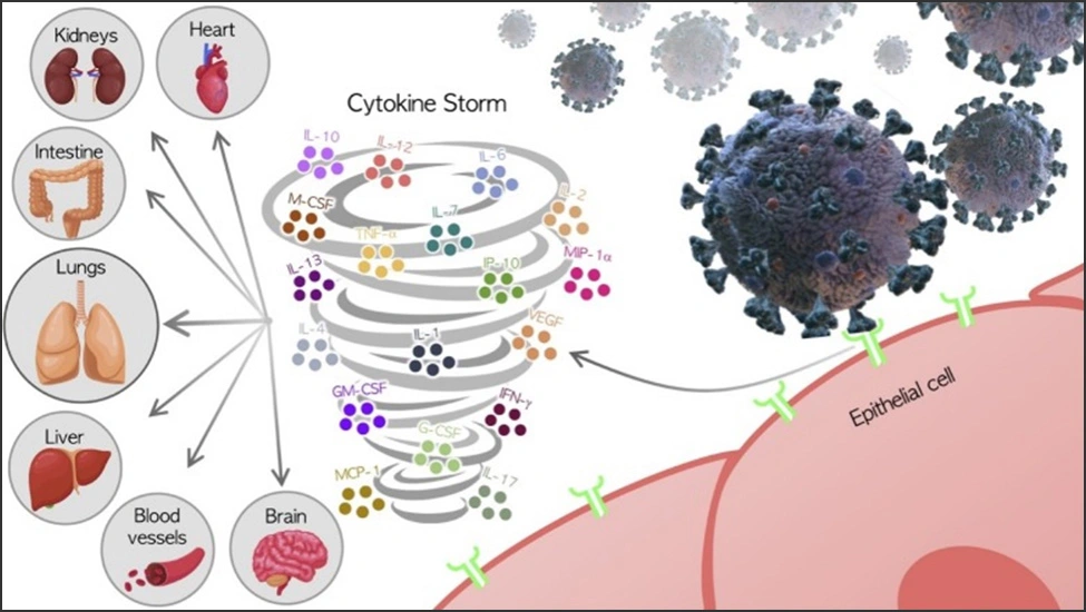 Illustrated diagram of COVID-19 cytokine storm response