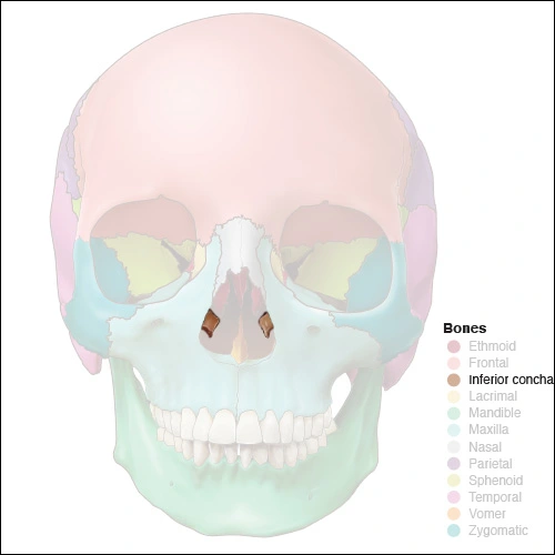 Illustration highlighting the inferior concha bones