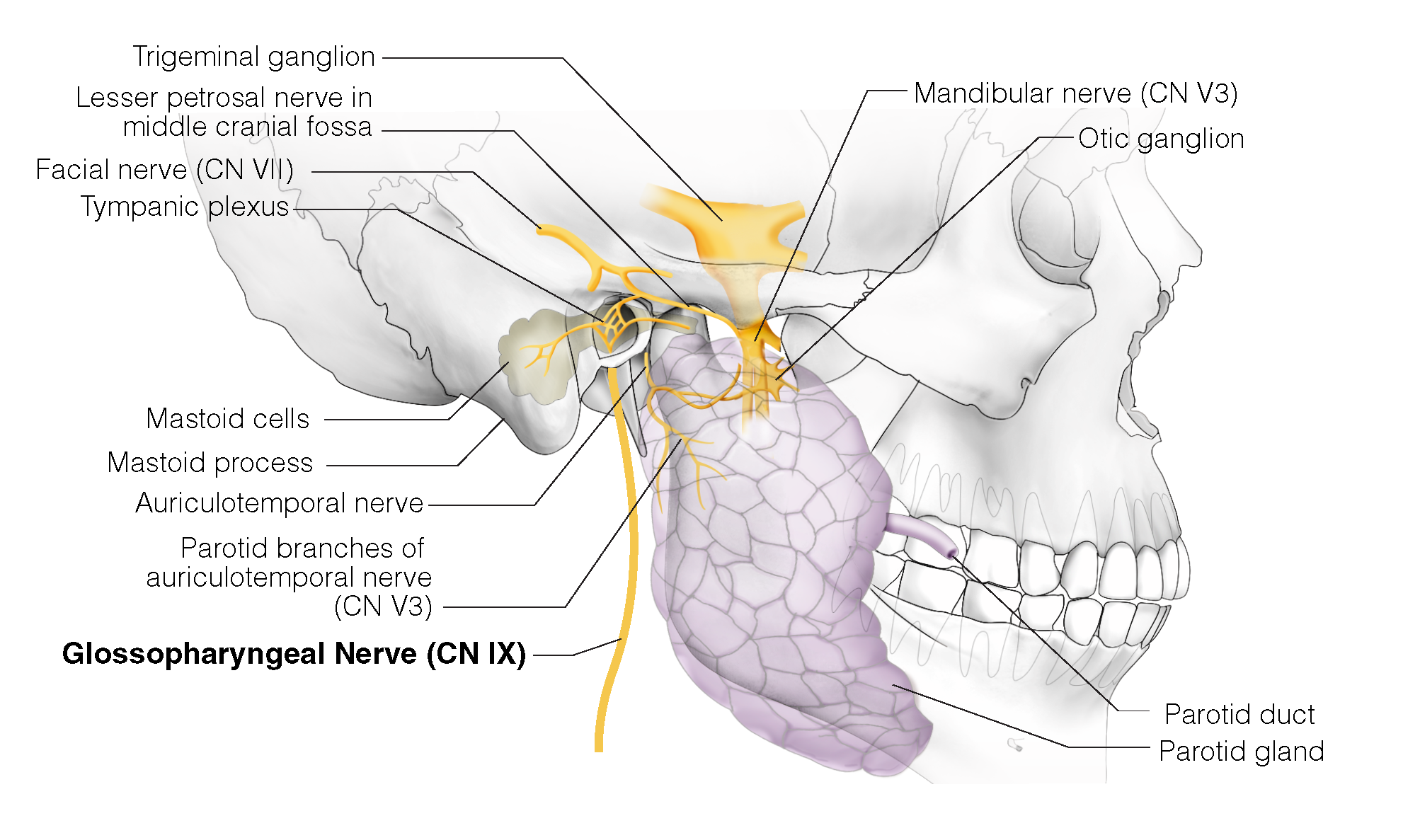 V3 – Mandibular Nerve, Head and Neck Anatomy: Part III – Cranial Nerves